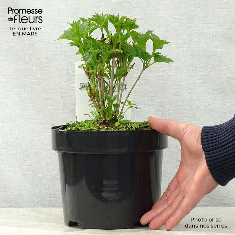 Exemplar von Amerikanischer Schneeball Bailey Compact - Viburnum trilobum Topf mit 3L/4L wie im Frühjahr geliefert