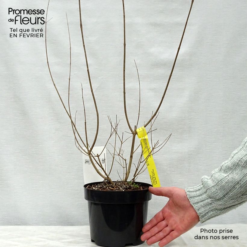 Exemplar von Vitex agnus-castus Albus - Keuschbaum Topf mit 3L/4L wie im Winter geliefert