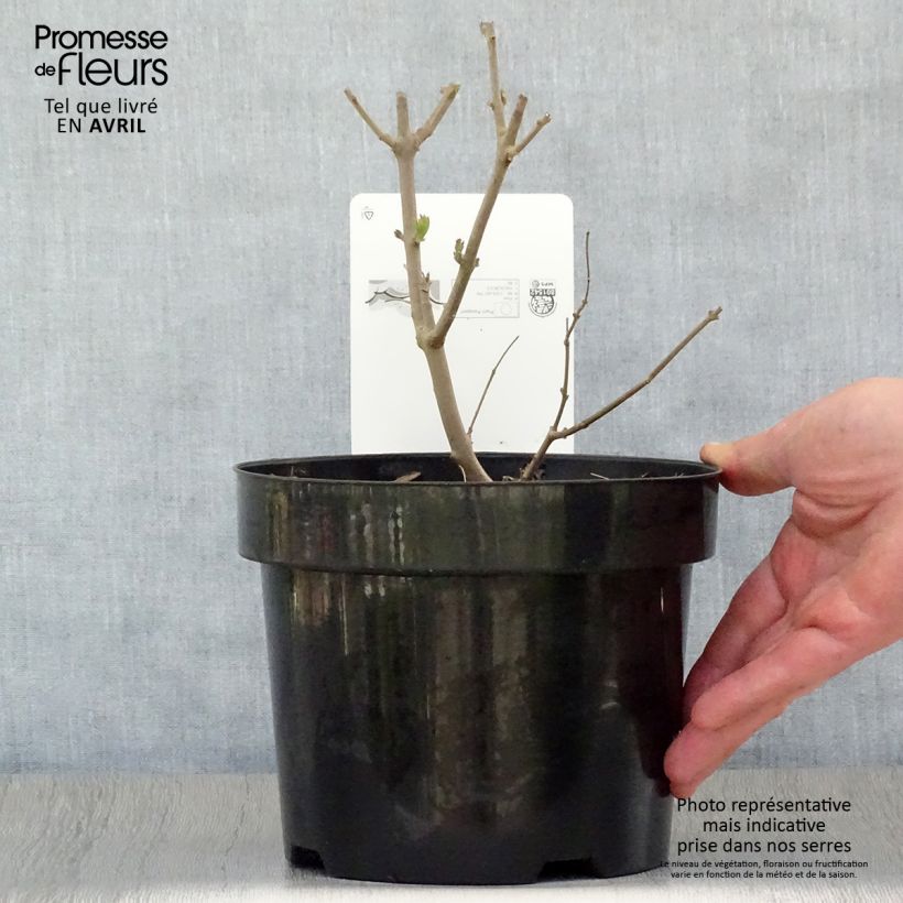 Exemplar von Vitex agnus-castus Albus - Keuschbaum Topf mit 3L/4L wie im Frühjahr geliefert