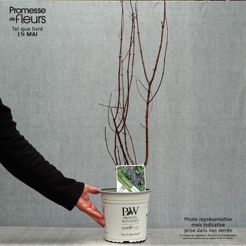 Exemplar von Vitex agnus-castus Blue Didley - Keuschbaum Topf mit 3L/4L wie im Frühjahr geliefert