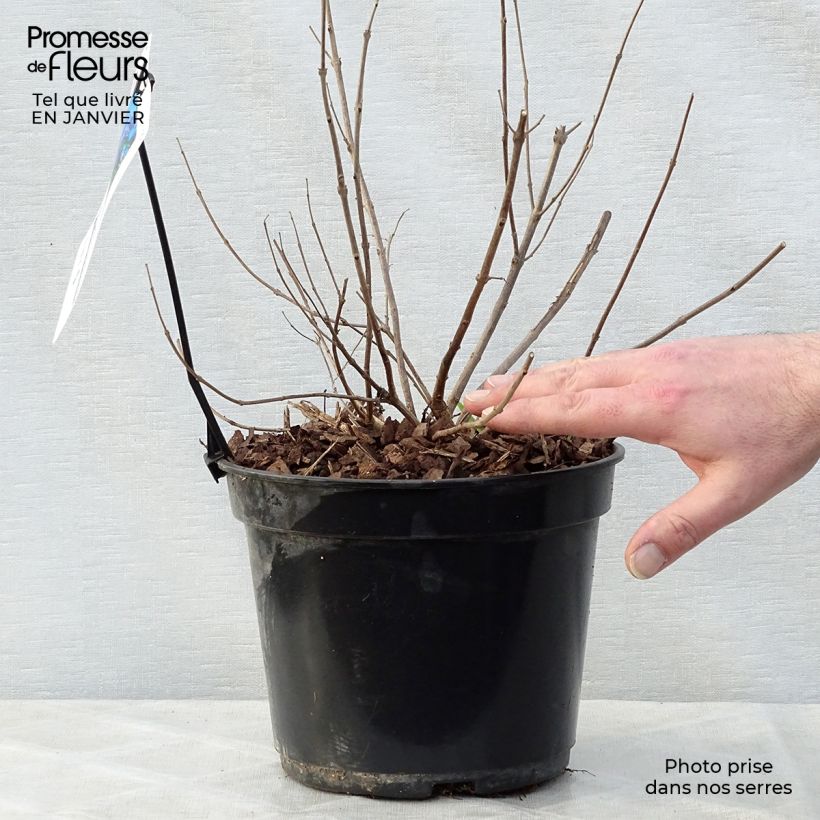 Exemplar von Vitex agnus-castus Delta Blues - Keuschbaum Topf mit 3L/4L wie im Winter geliefert