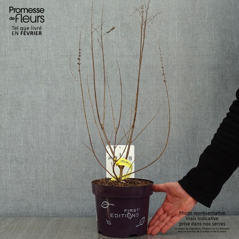 Exemplar von Vitex agnus-castus Galactic Pink - Keuschbaum Topf mit 3L/4L wie im Winter geliefert