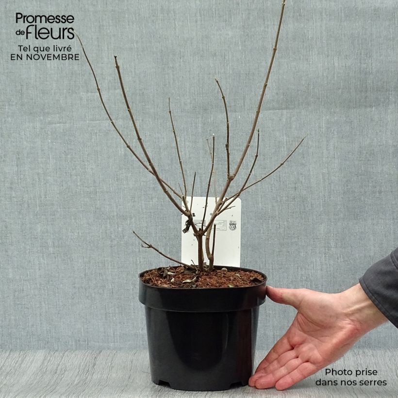Exemplar von Vitex agnus-castus Latifolia - Keuschbaum Topf mit 2L/3L wie im Herbst geliefert