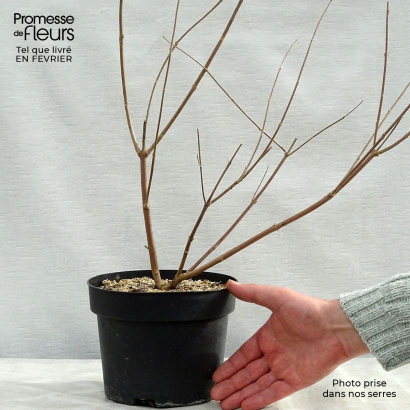 Exemplar von Vitex agnus-castus Latifolia - Keuschbaum Topf mit 2L/3L wie im Winter geliefert