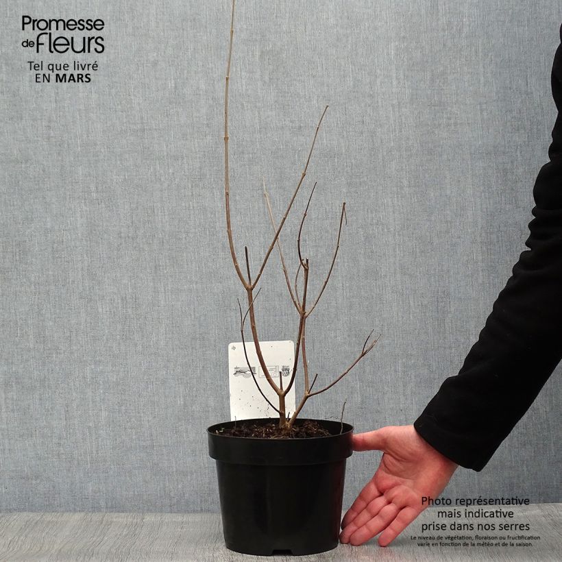 Exemplar von Vitex agnus-castus Latifolia - Keuschbaum Topf mit 2L/3L wie im Frühjahr geliefert