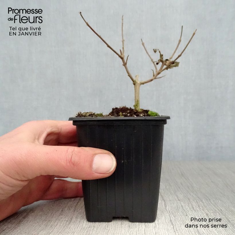 Exemplar von Vitex agnus-castus Latifolia - Keuschbaum Kleine Töpfe von 8/9 cm wie im Winter geliefert