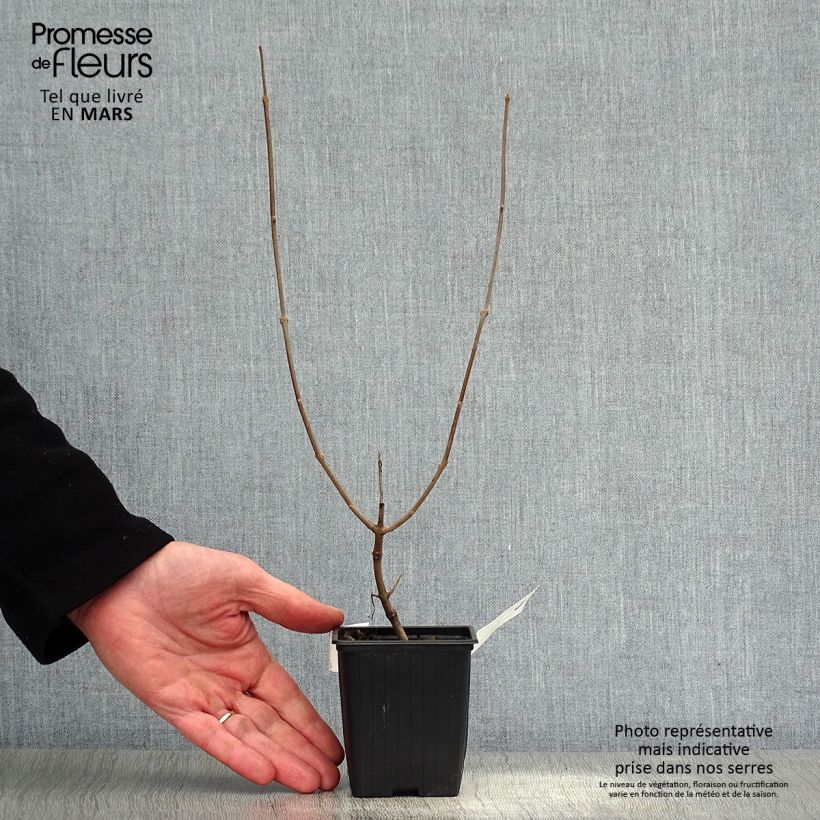 Exemplar von Vitex agnus-castus Latifolia - Keuschbaum Kleine Töpfe von 8/9 cm wie im Frühjahr geliefert