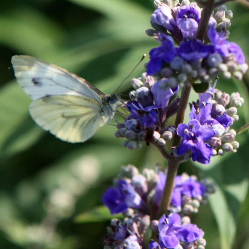 Vitex agnus-castus Queen Bee - Keuschbaum (Blüte)