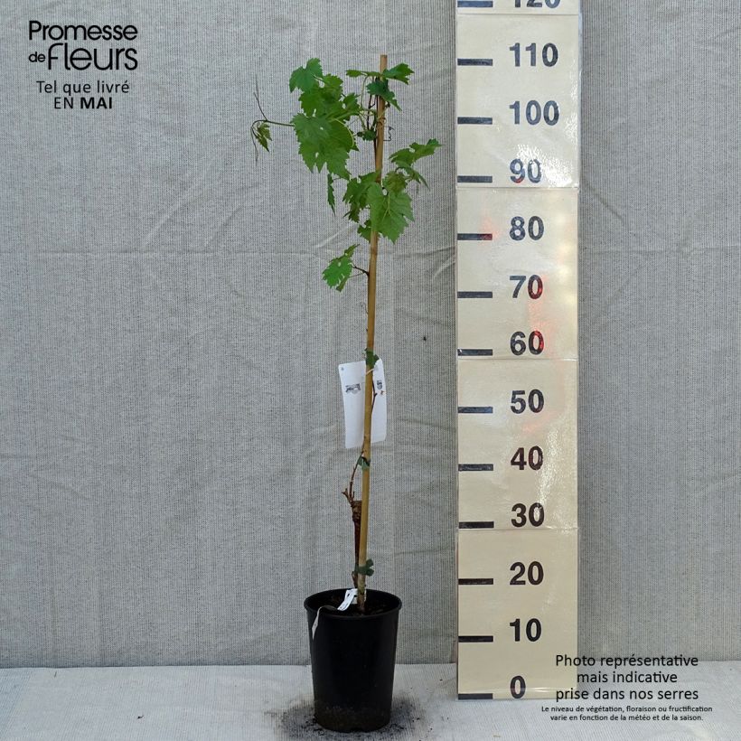 Exemplar von Weinrebe Cabernet Sauvignon Topf mit 1L/1,5L wie im Frühjahr geliefert