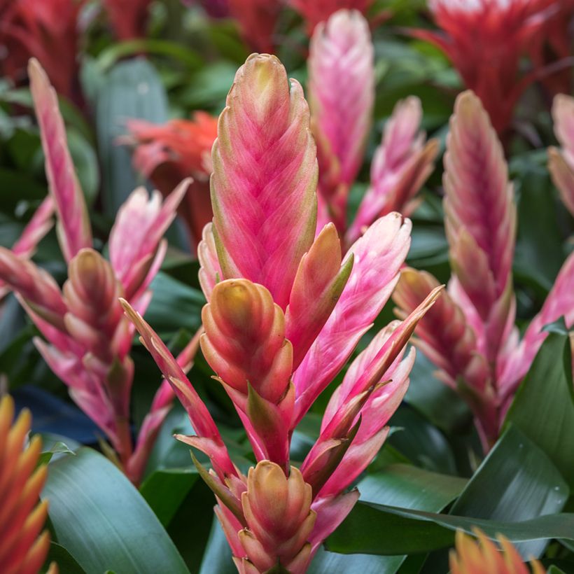 Vriesea Madonna - Flammendes schwert (Blüte)