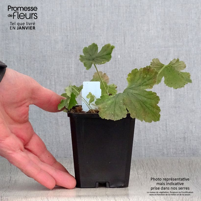 Exemplar von Waldsteinia geoides - Horst-Golderdbeere Kleine Töpfe von 8/9 cm wie im Winter geliefert