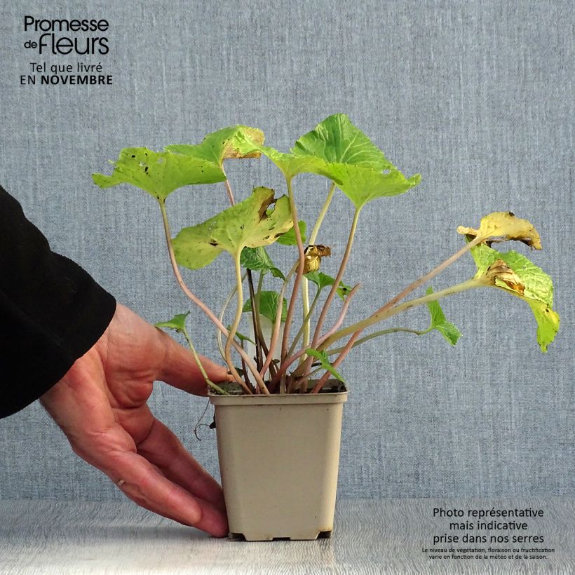 Exemplar von Wasabi - Eutrema japonica Kleine Töpfe von 8/9 cm wie im Herbst geliefert