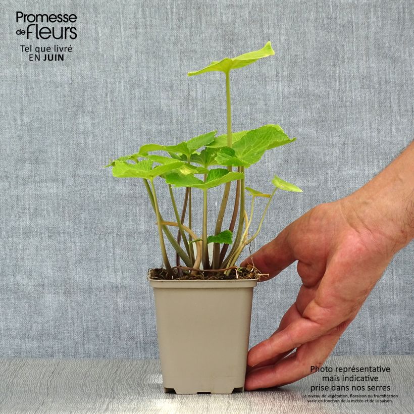 Exemplar von Wasabi - Eutrema japonica Kleine Töpfe von 8/9 cm wie im Sommer geliefert