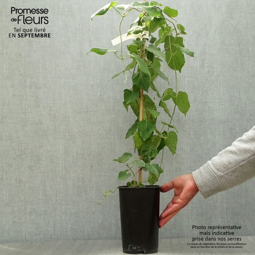 Exemplar von Dregea sinensis - Watakakaschlinge Topf mit 2L/3L wie im Herbst geliefert