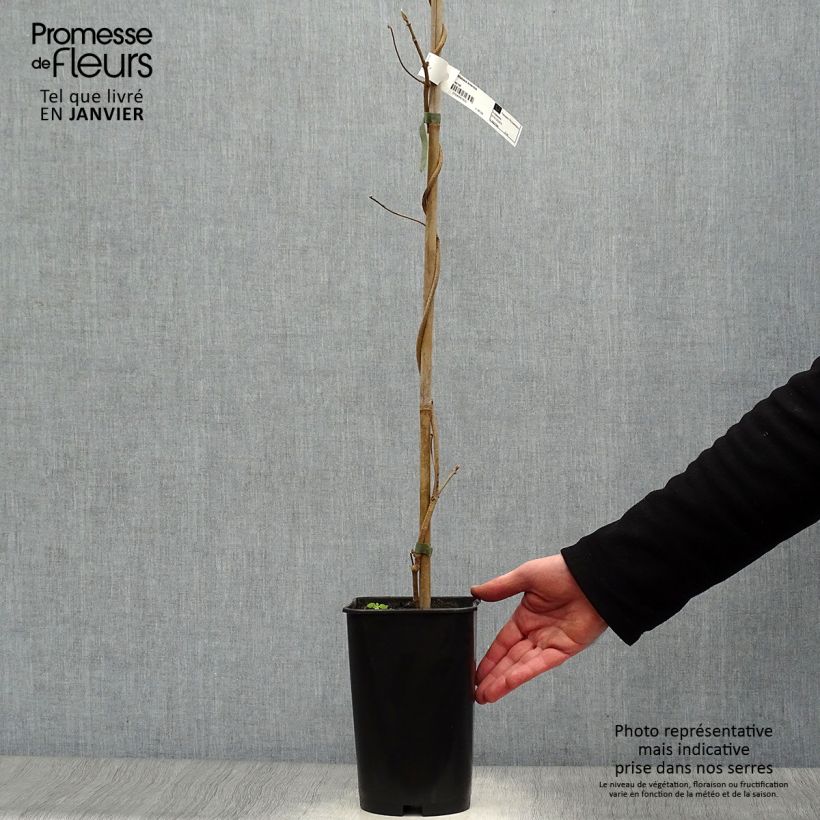 Exemplar von Dregea sinensis - Watakakaschlinge Topf mit 2L/3L wie im Winter geliefert