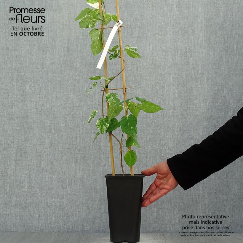 Exemplar von Wattakaka sinensis Variegata - Watakakaschlinge Topf mit 2L/3L wie im Herbst geliefert
