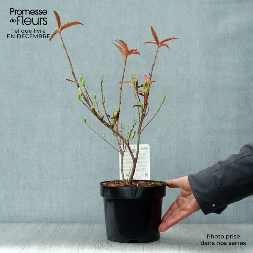 Exemplar von Weigela All Summer Red Topf mit 3L/4L wie im Winter geliefert