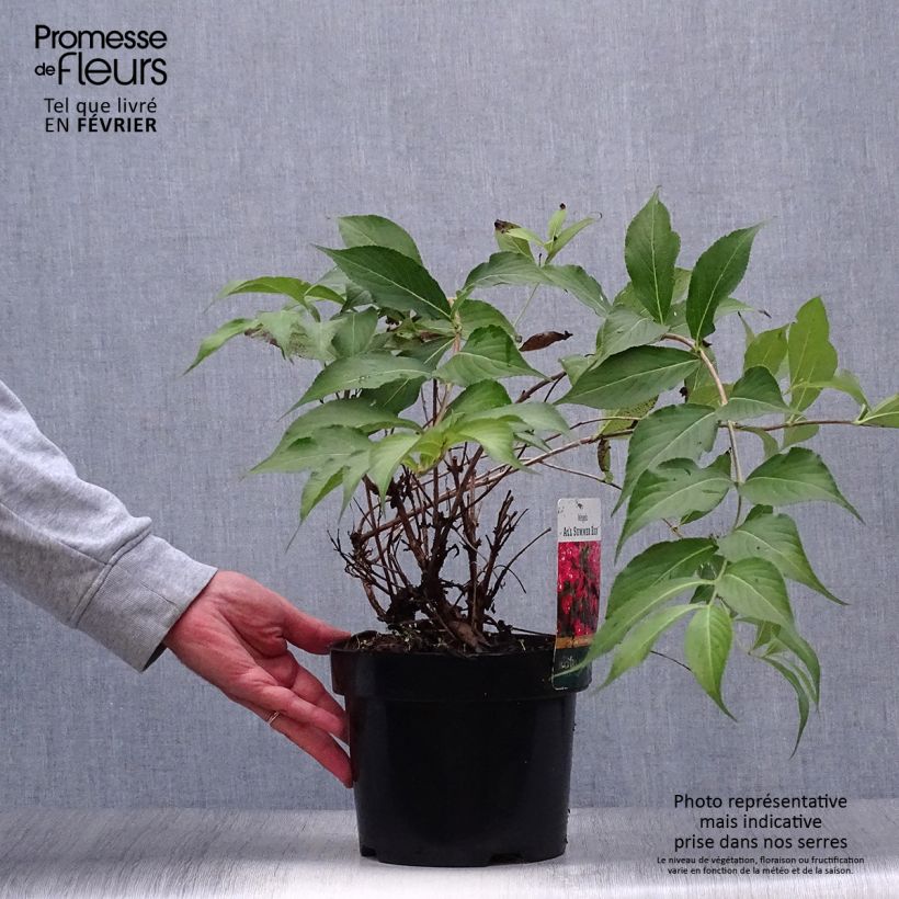 Exemplar von Weigela All Summer Red Topf mit 3L/4L wie im Herbst geliefert