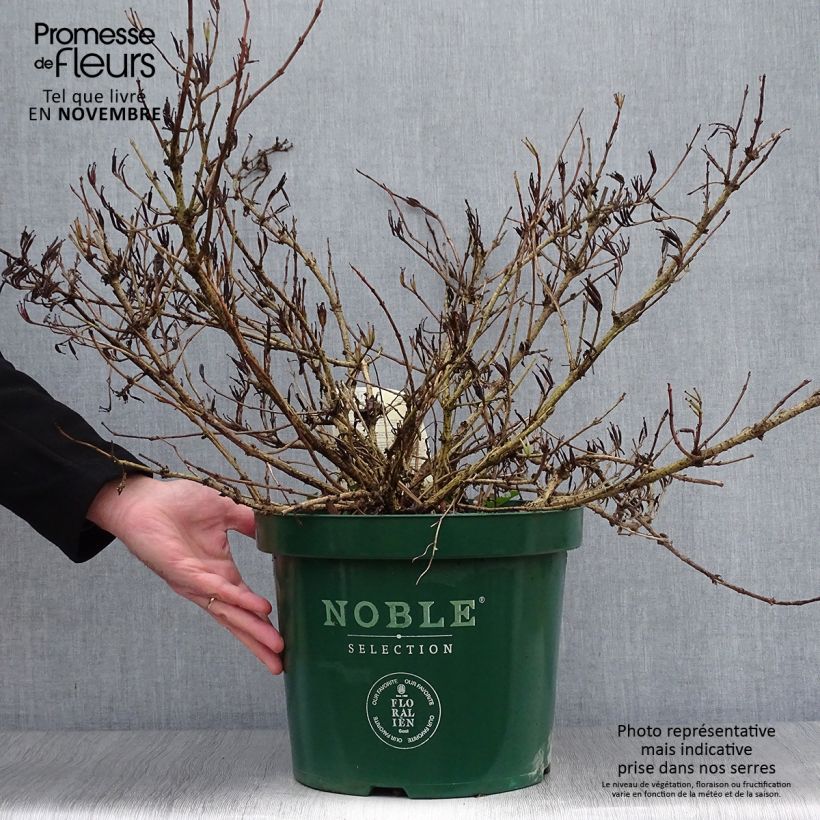 Exemplar von Weigela All Summer Red Topf mit 7,5L/10L wie im Herbst geliefert