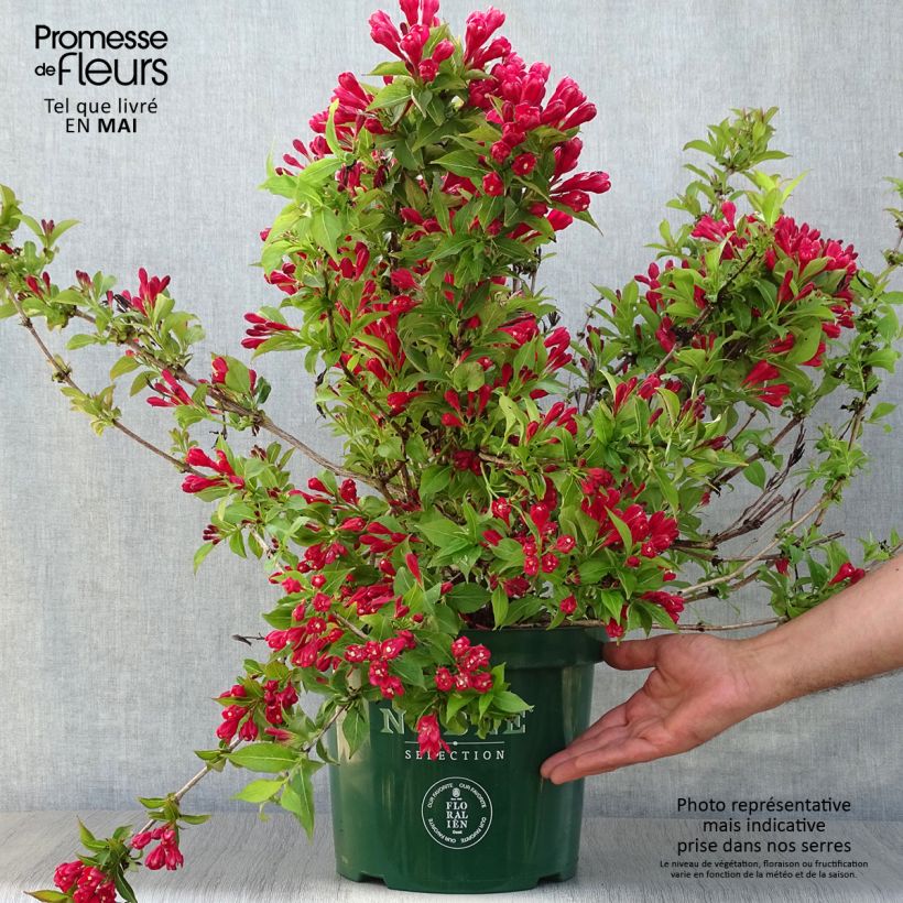 Exemplar von Weigela All Summer Red Topf mit 7,5L/10L wie im Frühjahr geliefert