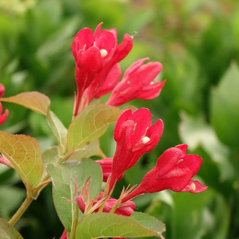 Weigela All Summer Red (Blüte)