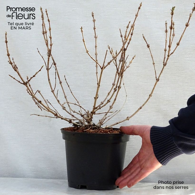 Exemplar von Weigela Black and White Topf mit 3L/4L wie im Frühjahr geliefert