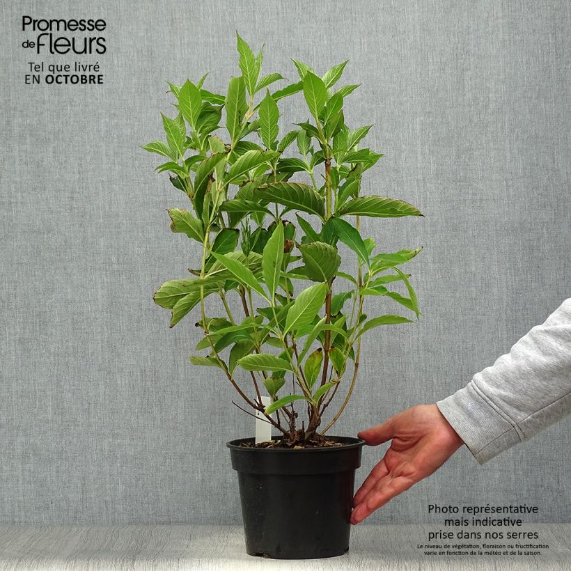 Exemplar von Weigela Candida Topf mit 3L/4L wie im Herbst geliefert