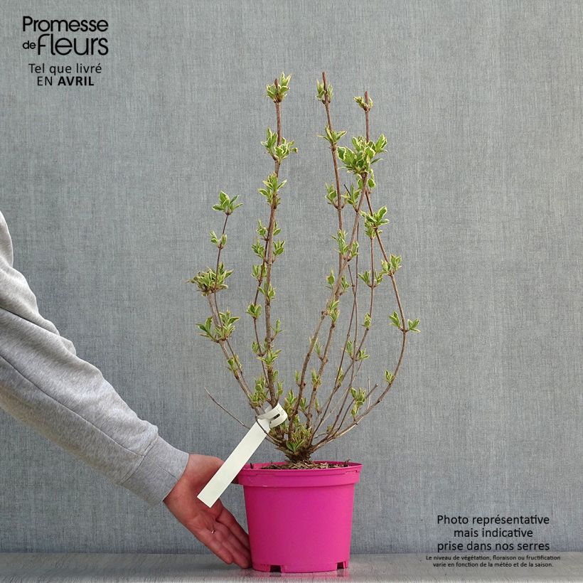 Exemplar von Weigela Kosteriana Variegata Topf mit 2L/3L wie im Frühjahr geliefert