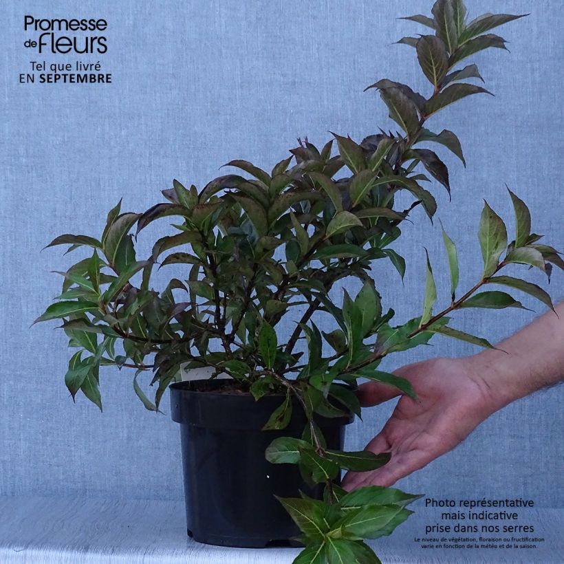 Exemplar von Weigela Minuet Topf mit 2L/3L wie im Herbst geliefert