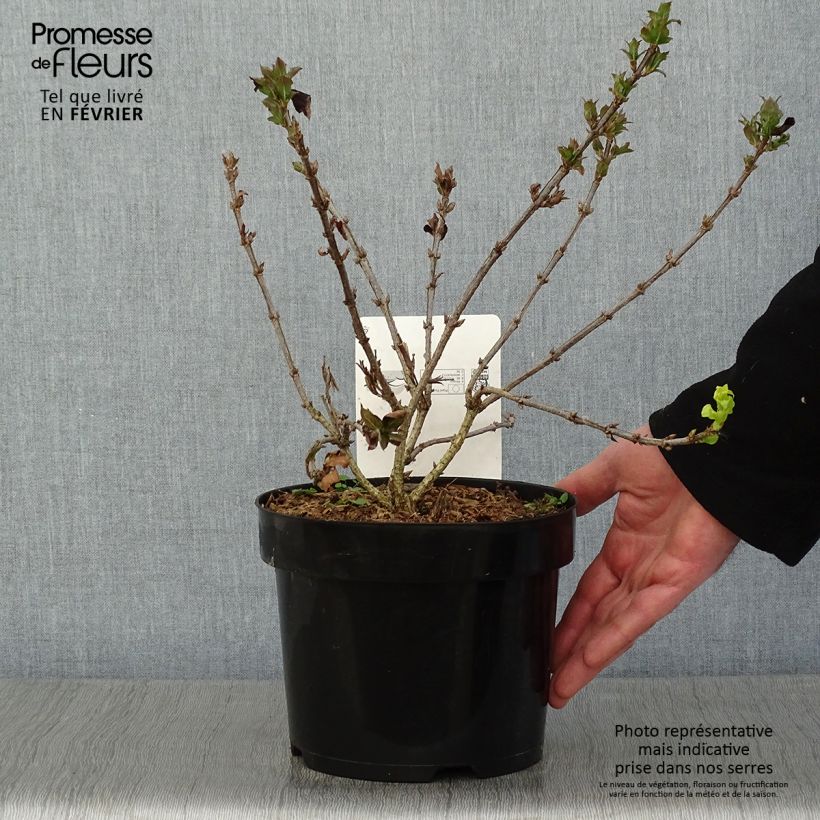 Exemplar von Weigela Minuet Topf mit 2L/3L wie im Winter geliefert