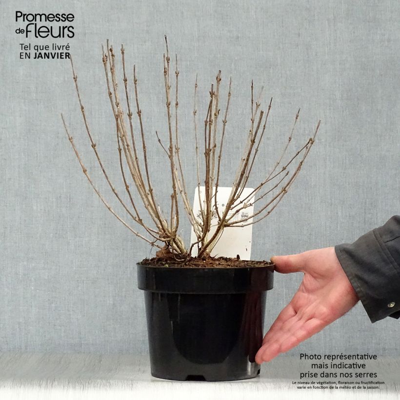 Exemplar von Weigela Nain rouge Topf mit 3L/4L wie im Winter geliefert