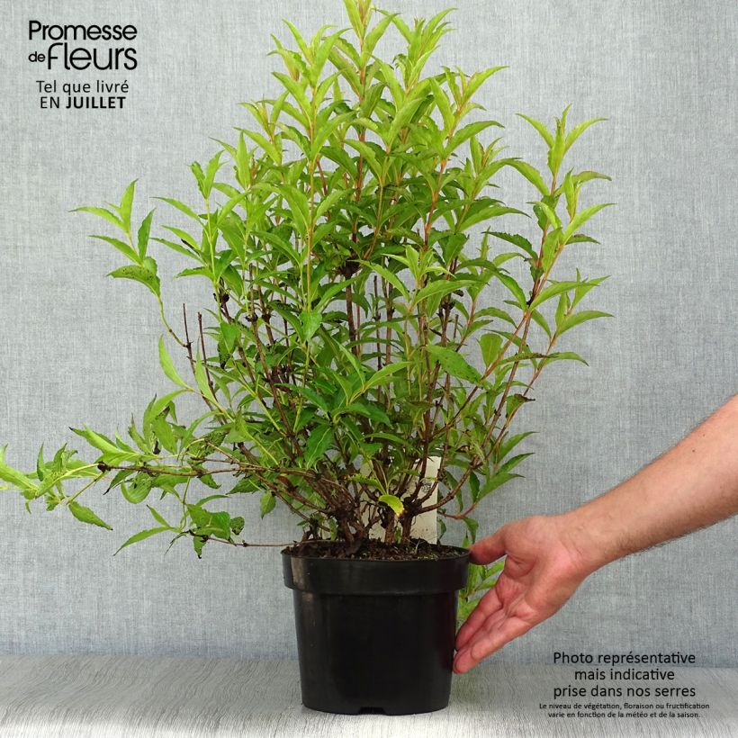 Exemplar von Weigela Nain rouge Topf mit 3L/4L wie im Sommer geliefert