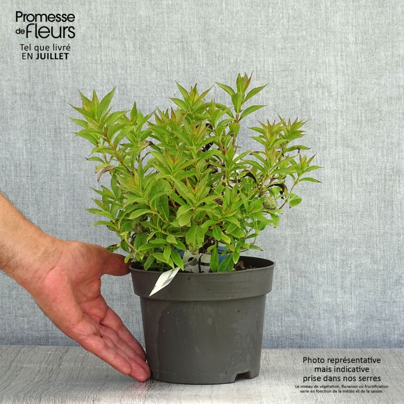 Exemplar von Weigela Picobella Rosso Topf mit 2L/3L wie im Sommer geliefert