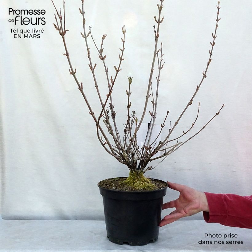 Exemplar von Weigela Stelzneri Topf mit 7,5L/10L wie im Winter geliefert