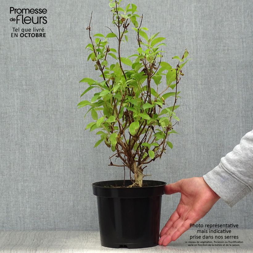 Exemplar von Weigela Wings of Fire Topf mit 3L/4L wie im Herbst geliefert