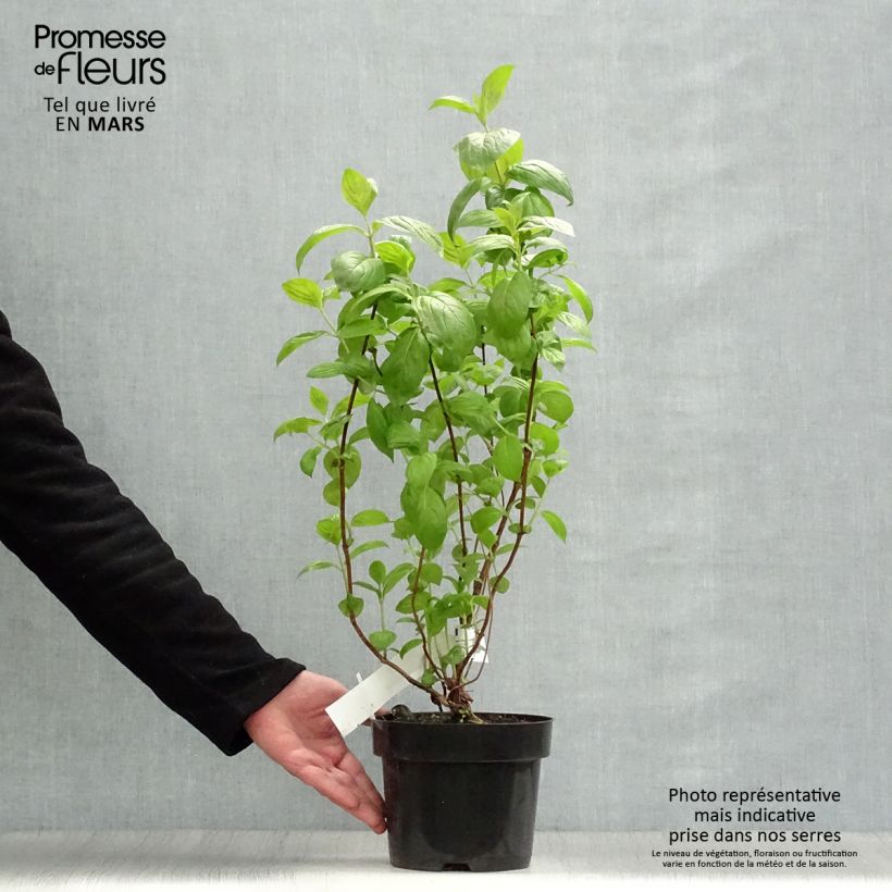 Exemplar von Weigela Wings of Fire Topf mit 3L/4L wie im Frühjahr geliefert