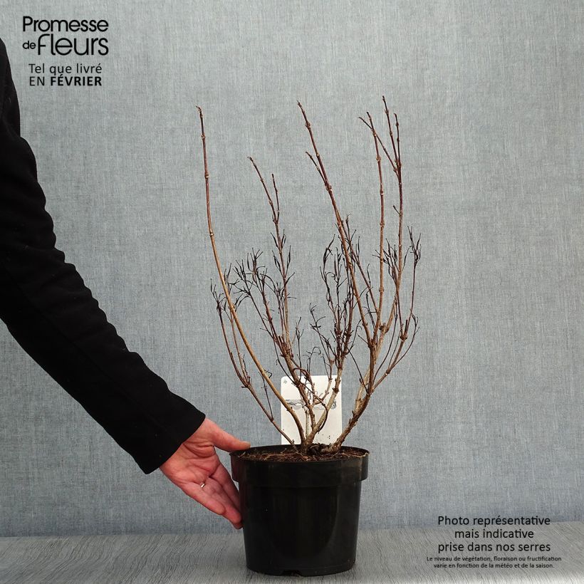 Exemplar von Weigela Alexandra Topf mit 2L/3L wie im Winter geliefert