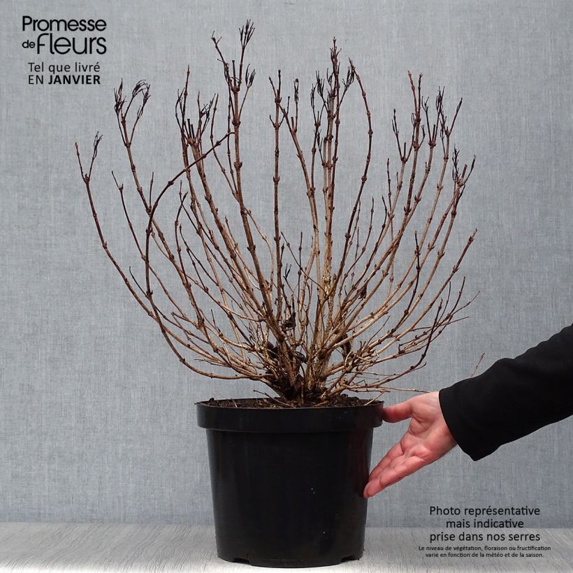 Exemplar von Weigela Alexandra Topf mit 4L/5L wie im Winter geliefert