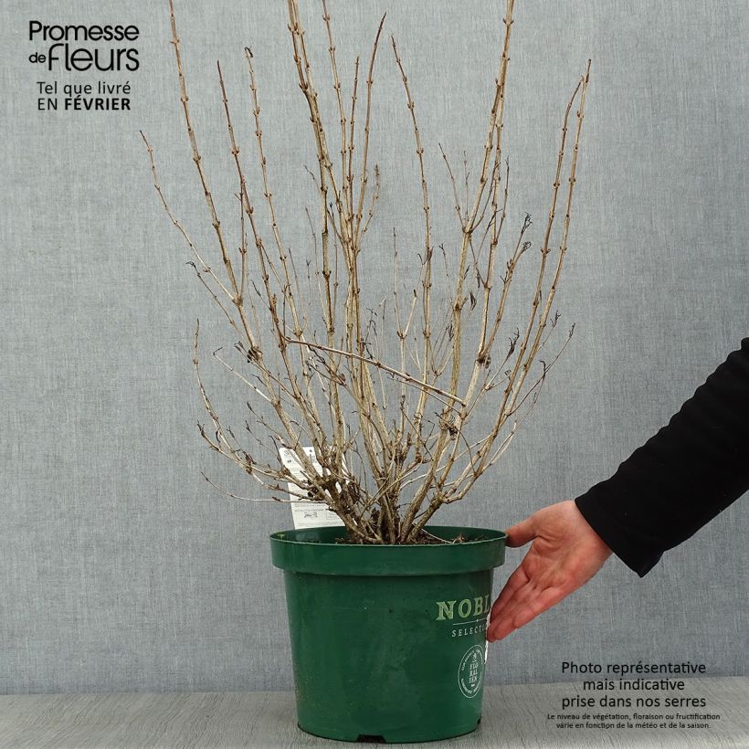 Exemplar von Weigela Ebony and Ivory Topf mit 7,5L/10L wie im Winter geliefert