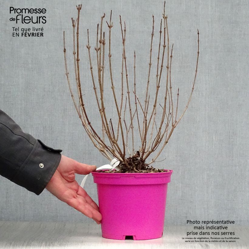 Exemplar von Weigela florida Foliis Purpureis Topf mit 2L/3L wie im Winter geliefert