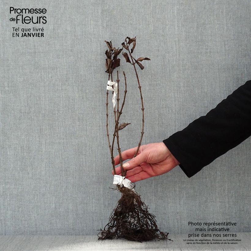 Exemplar von Weigela florida Foliis Purpureis Wurzelnackt wie im Winter geliefert