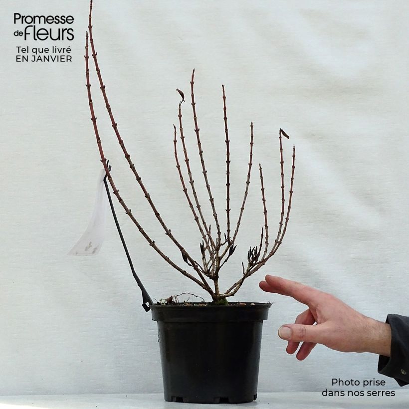 Exemplar von Weigela florida Magical Rainbow Topf mit 3L/4L wie im Winter geliefert