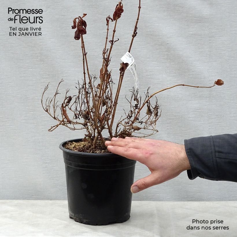 Exemplar von Weigela Minor Black Topf mit 2L/3L wie im Winter geliefert