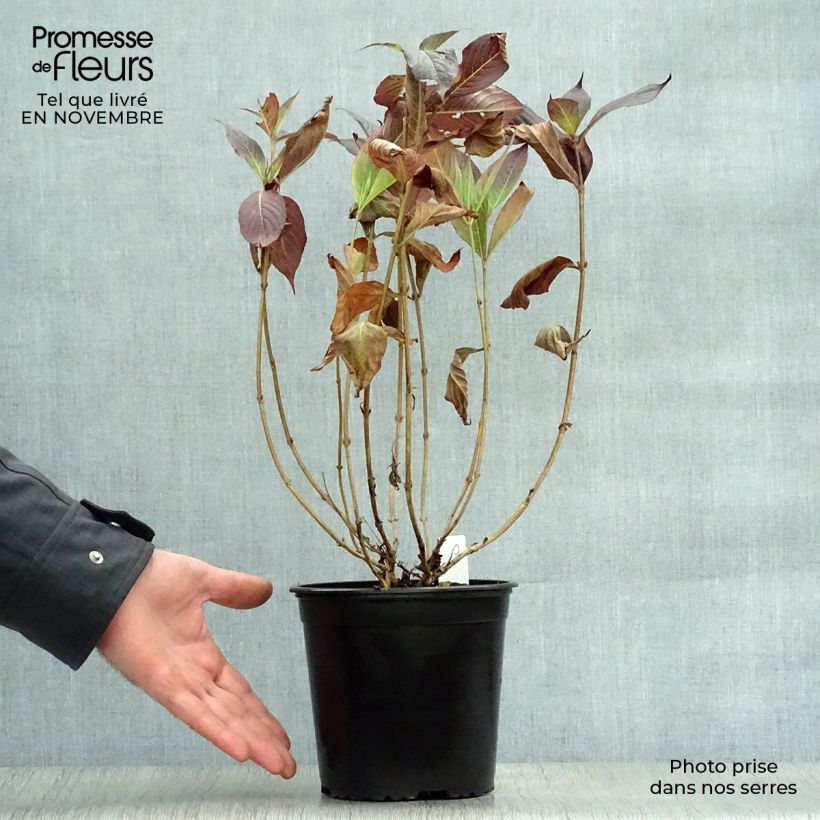 Exemplar von Weigela Minor Black Topf mit 2L/3L wie im Herbst geliefert