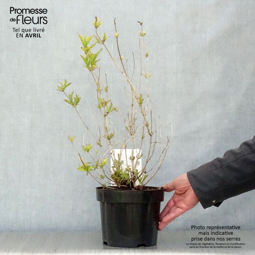 Exemplar von Weigela florida Brigela Topf mit 2L/3L wie im Frühjahr geliefert