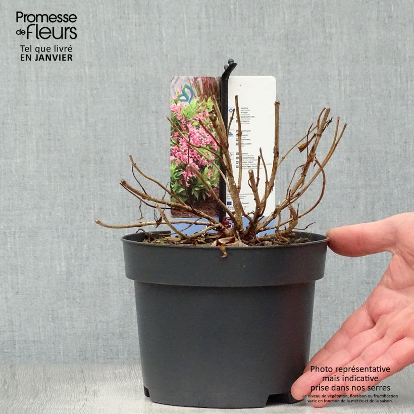 Exemplar von Weigela Picobella Rosa Topf mit 2L/3L wie im Winter geliefert