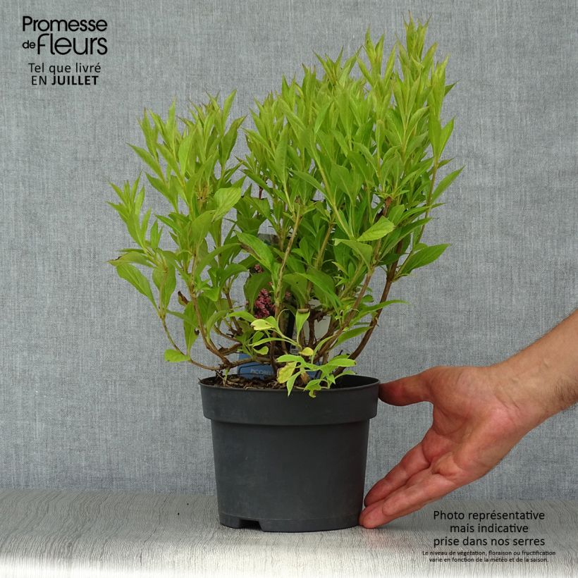 Exemplar von Weigela Picobella Rosa Topf mit 2L/3L wie im Sommer geliefert