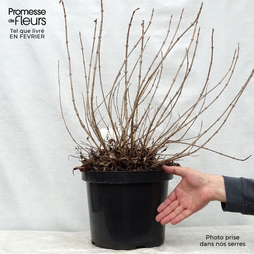 Exemplar von Weigela florida Pink Poppet Topf mit 7,5L/10L wie im Winter geliefert