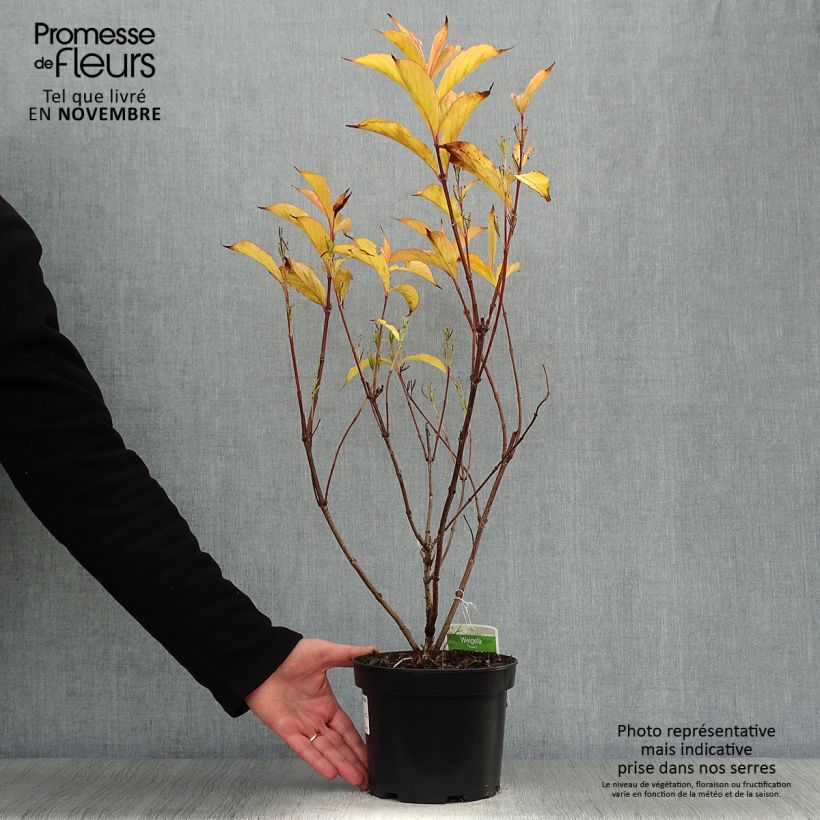 Exemplar von Weigela florida Rosea Topf mit 2L/3L wie im Herbst geliefert