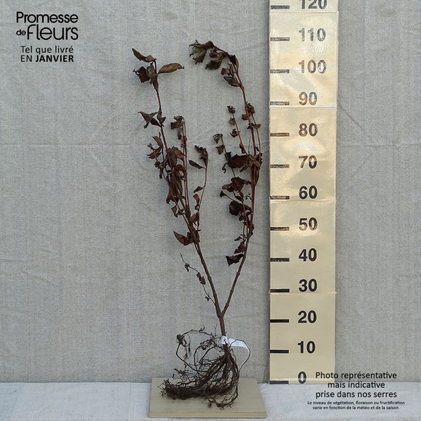 Exemplar von Weigela florida Rosea Wurzelnackt wie im Winter geliefert